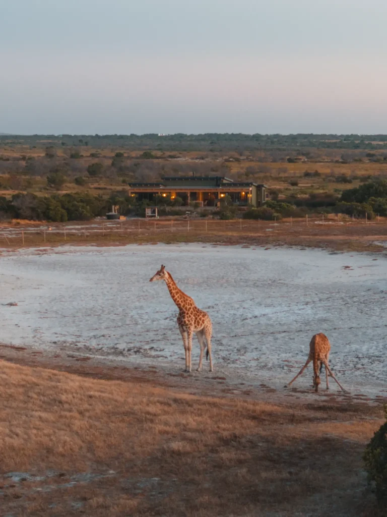 Rooikat Safari Collection on West coast Private Game Reserve near Yzerfontein